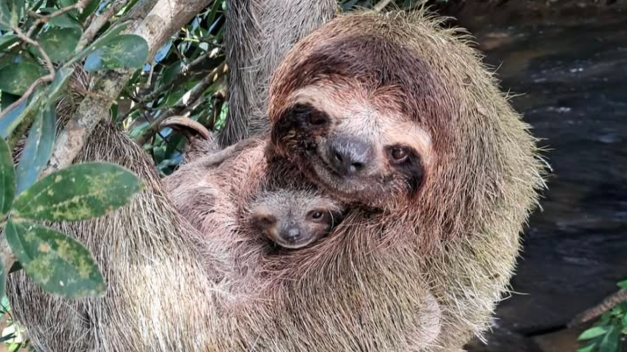 A mother three-toed sloth holding a baby sloth, hanging in branches near a river in the Mamoní Valley.